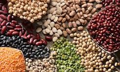 High-Yield Bean Varieties and How to Manage Pests Naturally download (3)
