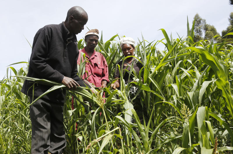 Soil Management for Sustainable Maize Farming in Kenya 2025 Dynvqf1xcnghij5d17a87338cdd