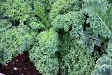Best pesticides for skumawiki(kale) download (4)