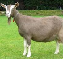 Top Goat Breeds with the Highest Market Demand in Kenya (2025 Guide) download (8)