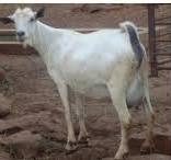 Recommended Feeding and Nutrition Practices for Goat Farming in Kenya download (9)