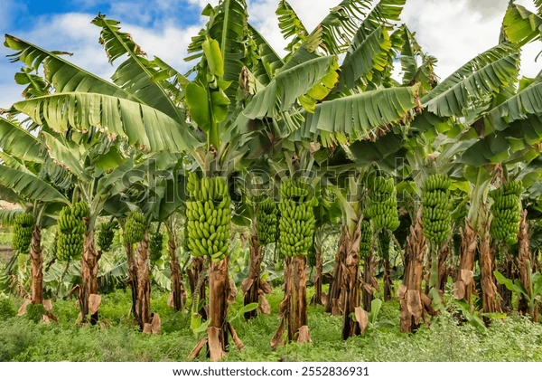 step-by-step how to manage pest and diseases in banana farm naturally green bananas growing on trees 600w 2552836931
