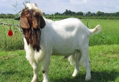 Common Challenges Faced by Goat Farmers in Kenya and How to Overcome Them images