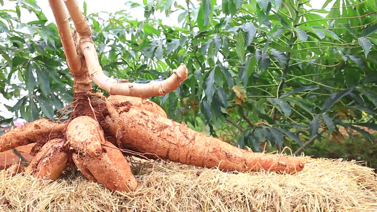 BLOG cassava farm in thailand.