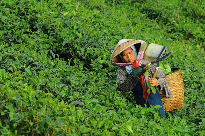 How to Supply Tea to the Kenya Tea Development Agency (KTDA) photo 1433704334812 6c45b0b8784d