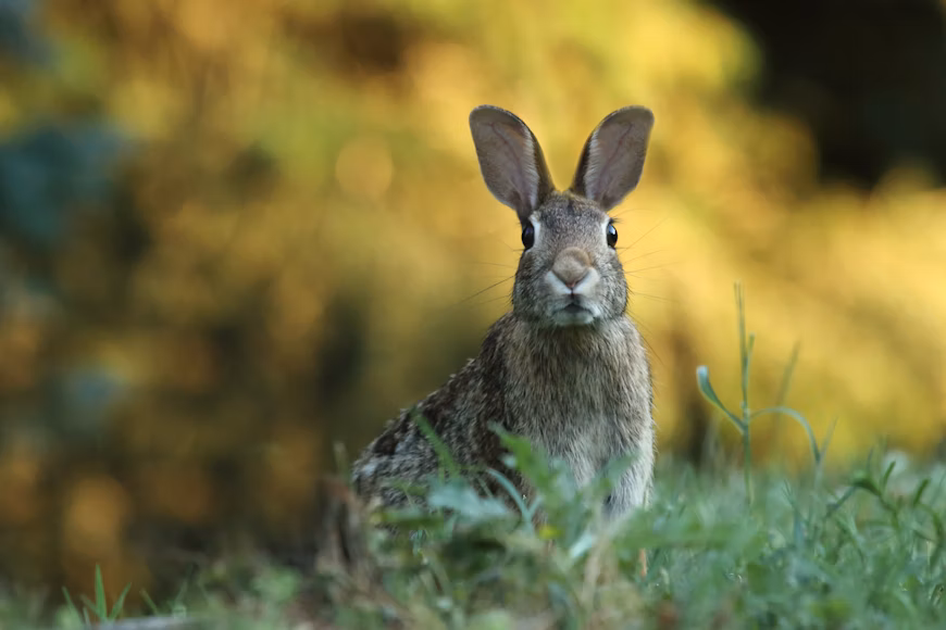 How Fast Do Rabbits Grow for Meat Production? photo 1480554840075 72cbdabbf689
