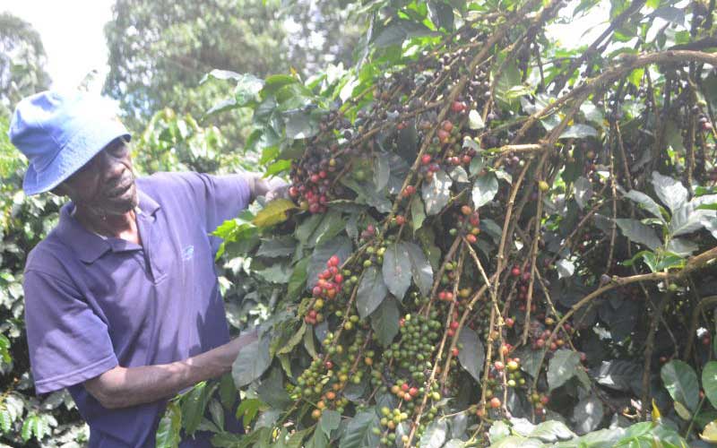 effective ways to manage coffeee diseases(DISEASE AND MANEGMENT). pmj89luzuvkvc5e84cadd0492f