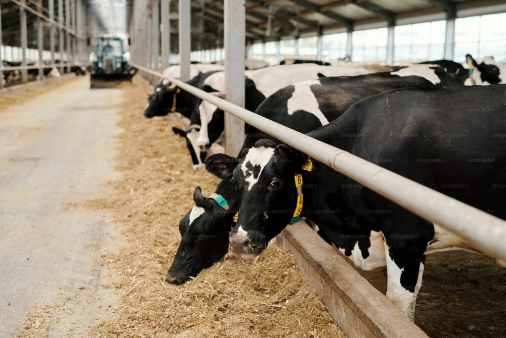 Best Beef Cattle Breeds for Meat Production premium photo 1661931727314 a0b62e77b22e