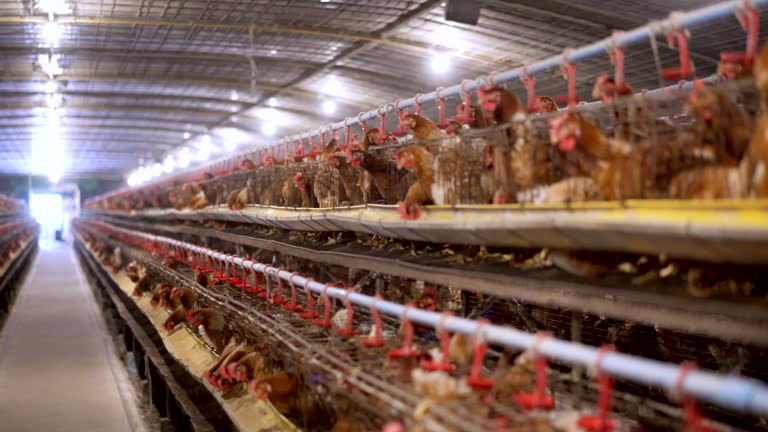 Step-by-step on how to start poultry business kenya(2025) 4k panning eggs chicken farm