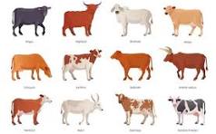 istockphoto 1161512423 640x640