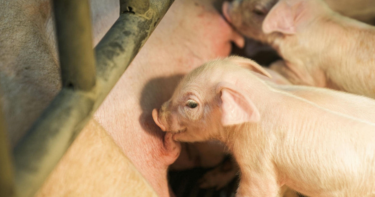 piglets breastfeeding