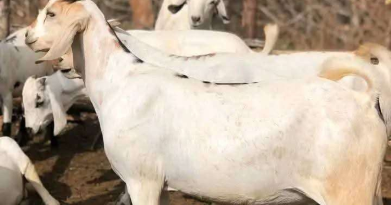 goats in turkana