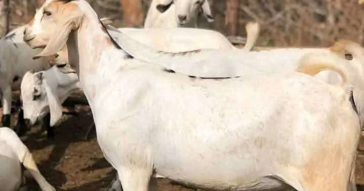 goats in turkana
