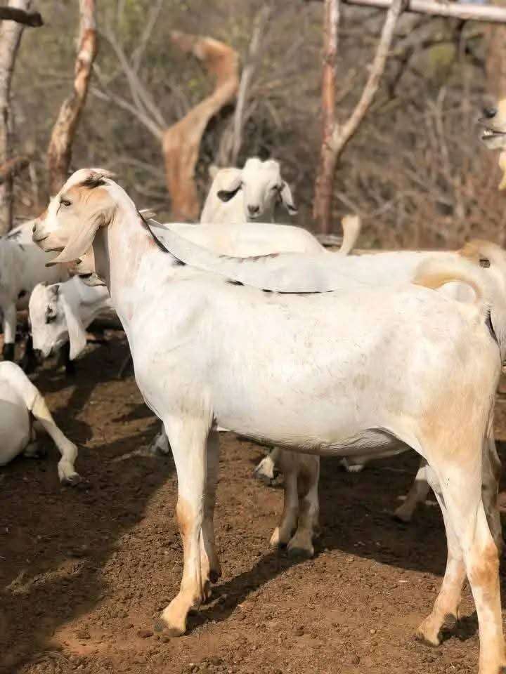 Home galla goat 1751875803qcke9a