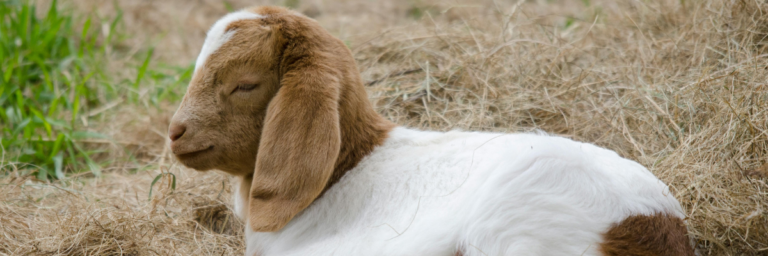 set-up cost for goat farming in nakuru, kenya.