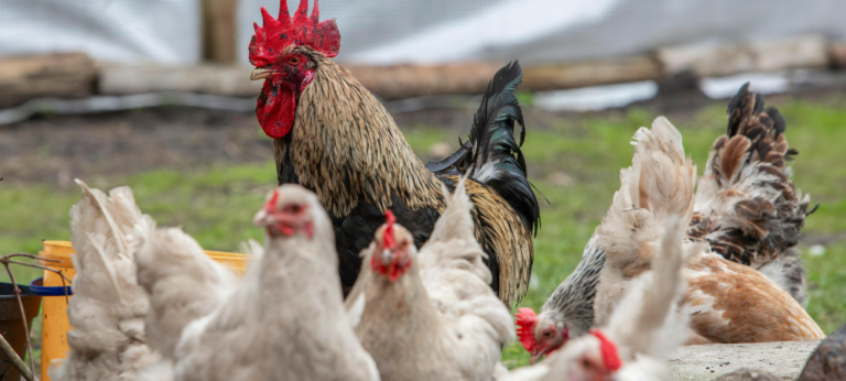10 Common Poultry Diseases in Kenya and How to Prevent Them