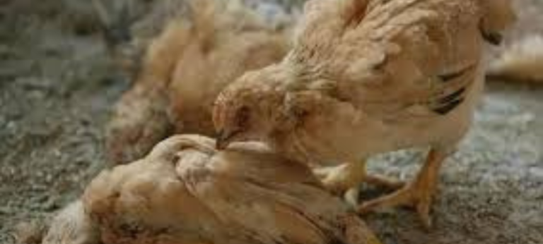Learn 10 Ways On How to Reduce Poultry Mortality in Kenya