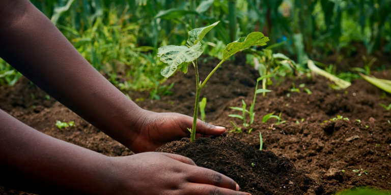 Soil Moisture Retention Techniques for Farmers in Kenya