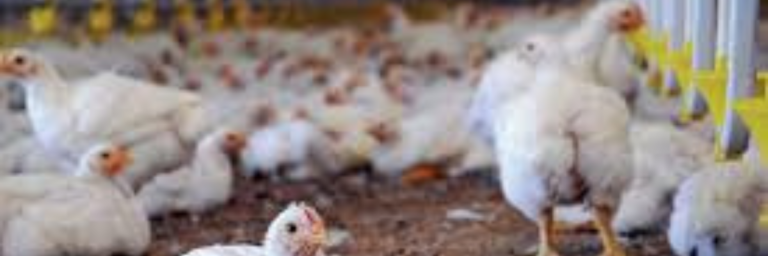 Kienyeji Poultry Farming in Kenya: Complete Guide