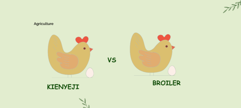 Broiler vs Kienyeji Chicken: Which is More Profitable in Kenya?